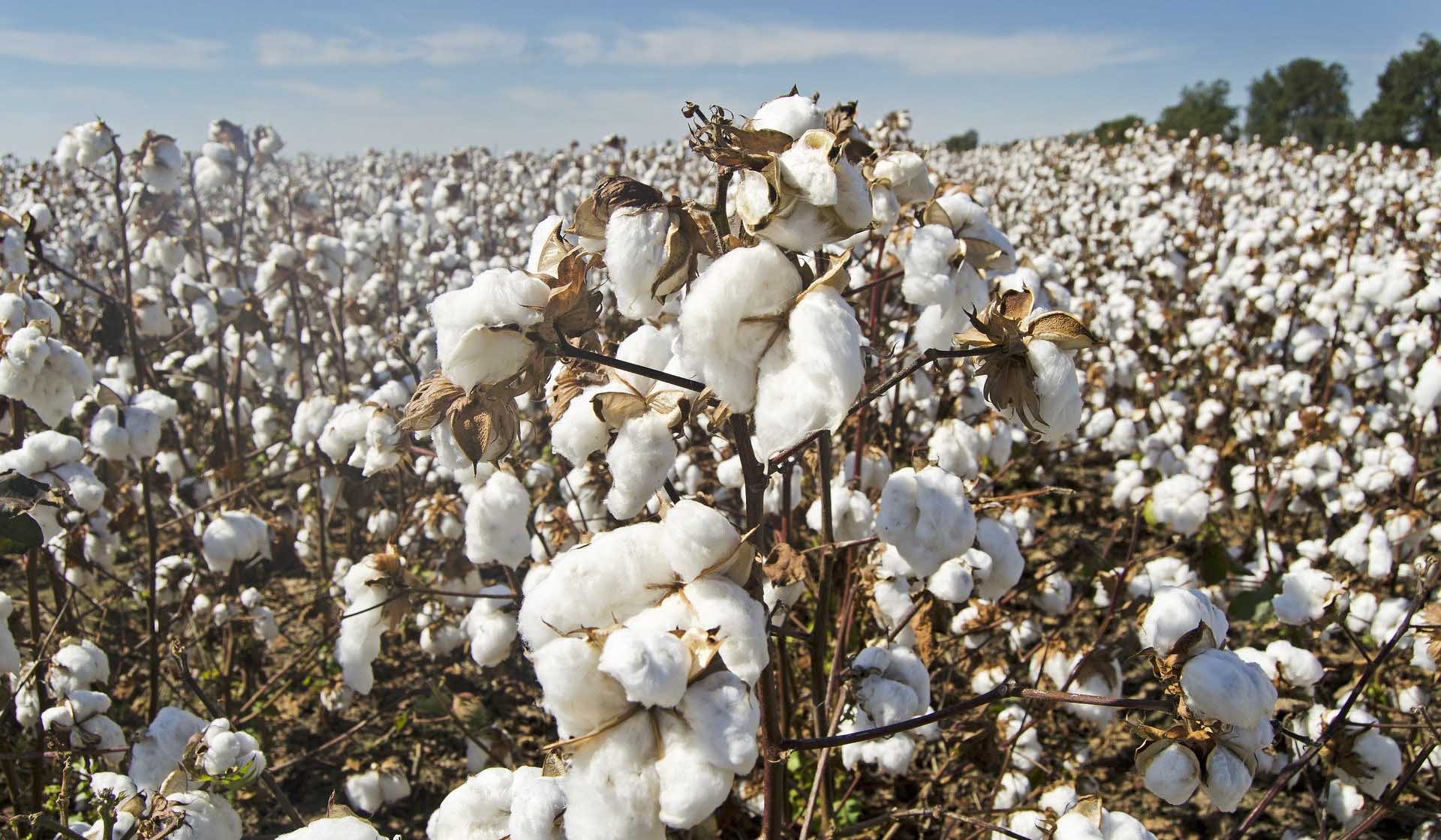 coton