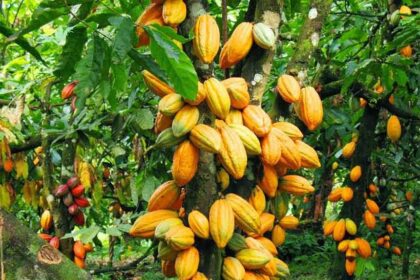 café-cacao