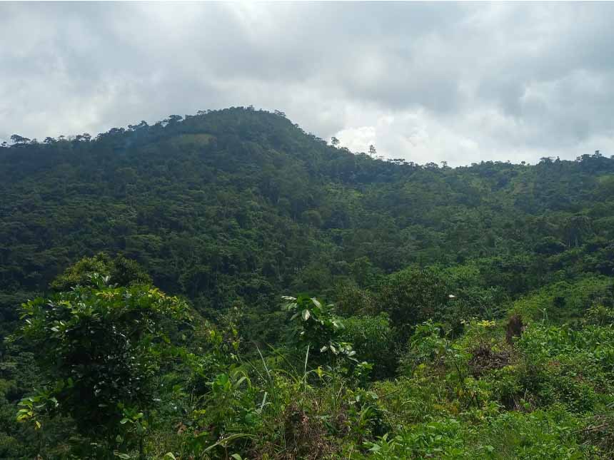 forêt classée