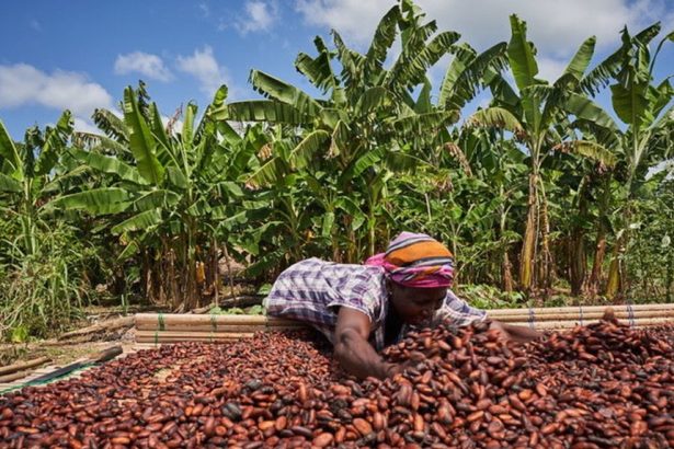 Cacao, centre